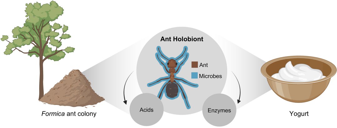 Cientistas redescobrem como fazer iogurte usando formigas