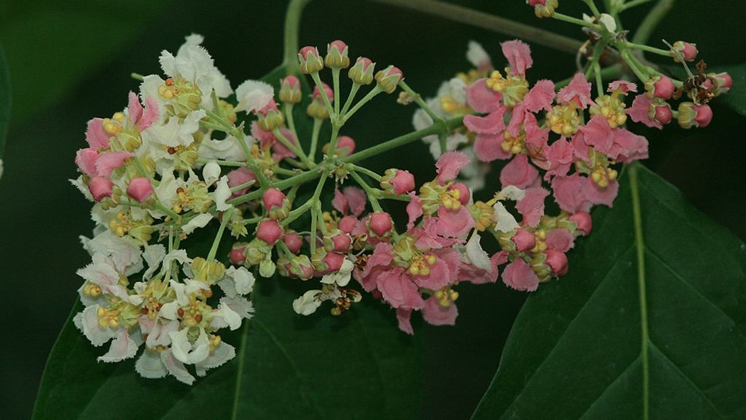 Droga LSD pode ajudar a tratar a ansiedade generalizada