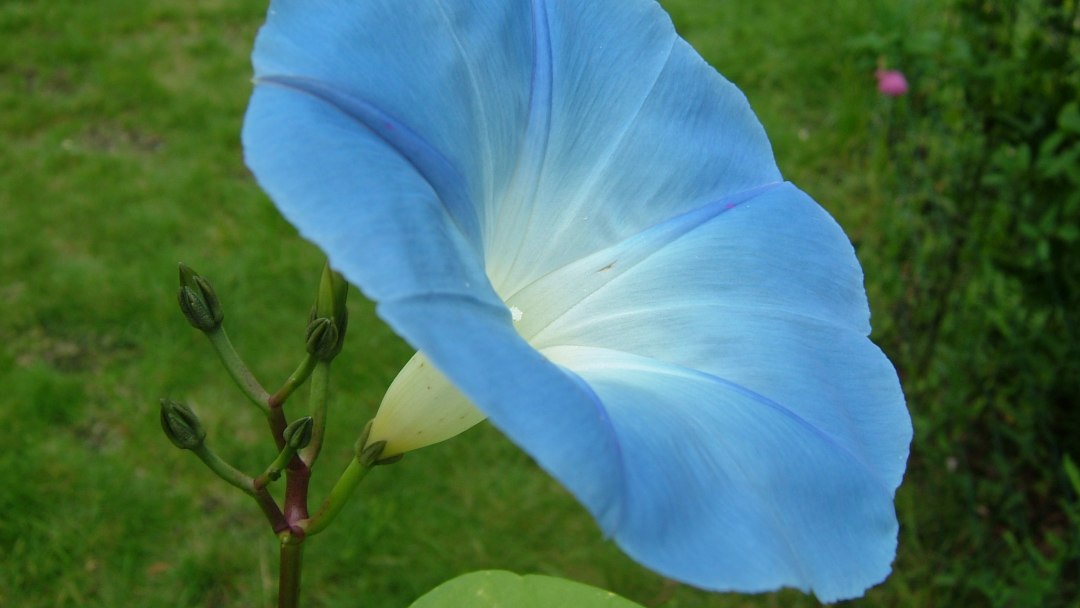 Droga LSD pode ajudar a tratar a ansiedade generalizada