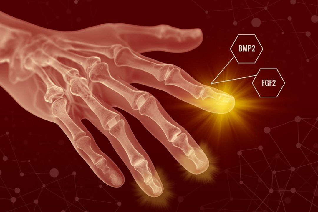Humanos podem regenerar tecidos e membros? Ci�ncia diz que � muito prov�vel
