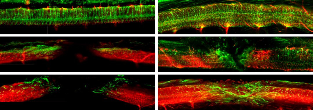 Nanotecnologia repara espinhal dorsal e cura paralisia em animais