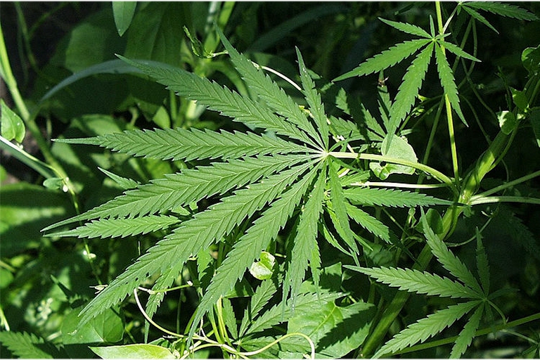 Anvisa inclui maconha na relao de plantas medicinais