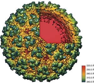 Desenvolvida primeira vacina contra a febre chikungunya