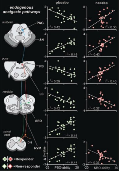 Descoberta rota cerebral onde passam efeitos placebo e nocebo