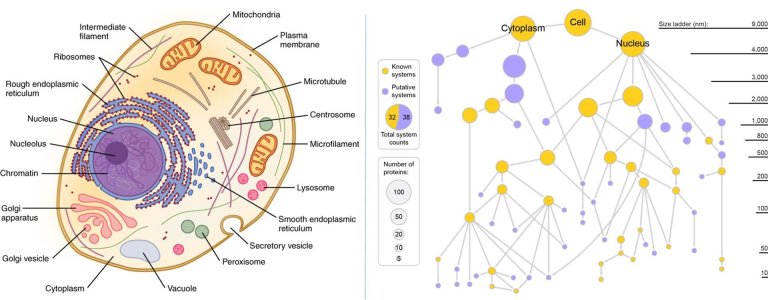 Ciência pode não conhecer metade dos componentes das células