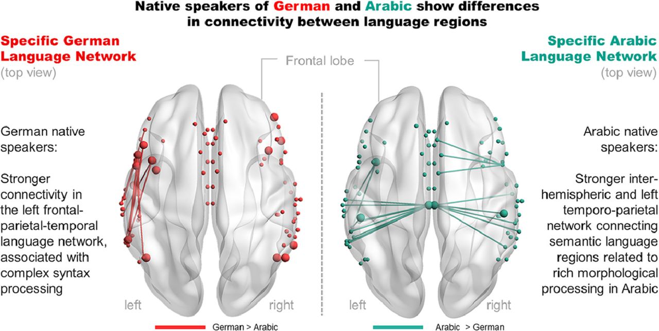 Nossa língua nativa molda as conexões do nosso cérebro
