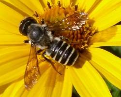Cientistas usam veneno de abelha para combater câncer