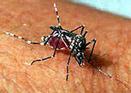 Só a vacina pode salvar o Brasil da dengue