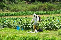 Agrotxicos ameaam sade dos brasileiros