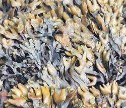 Fibras de algas marinhas aumentam sensação de saciedade
