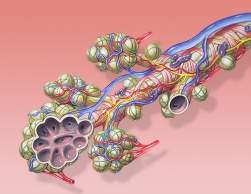 Pulmes de crianas so mais suscetveis a nanopartculas