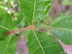 Plantas medicinais: como usar de forma segura