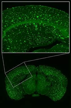 Neurocientistas fazem zoom do comportamento at os neurnios