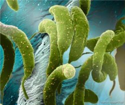 Dez bactérias com superpoderes - do bem e do mal