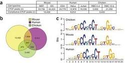 A individualidade dos genes: cientistas descobrem 