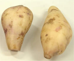 Batata yacon tem efeitos probióticos e auxilia sistema imunológico