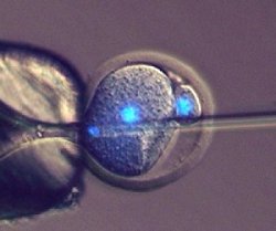 Cientistas fazem fertilização artificial em pseudoembrião