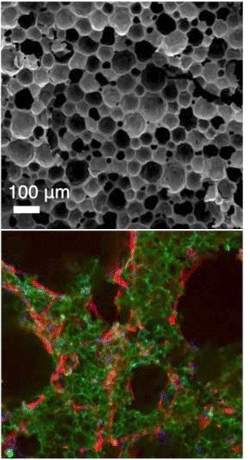 Cientistas criam bero para clulas-tronco