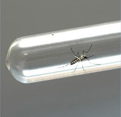 Embrapa desenvolve novo bioinseticida contra <i>Aedes aegypti</i>