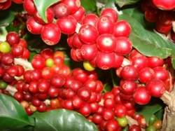 Brasileiros desenvolvem pés de café naturalmente sem cafeína
