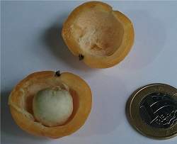 Cagaita: fruta do Cerrado é rica em vitamina C e antioxidantes