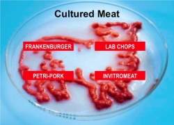 Carne cultivada em laboratório avança rumo a hambúrguer sintético