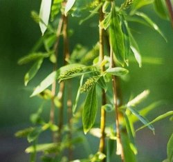 Extratos de plantas so verdadeiras fontes da juventude