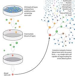 Cientistas isolam clula-tronco-me do sangue humano