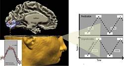 Cérebro humano segue o método científico?