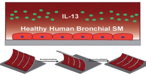 Biochip imita asma para teste de novos medicamentos