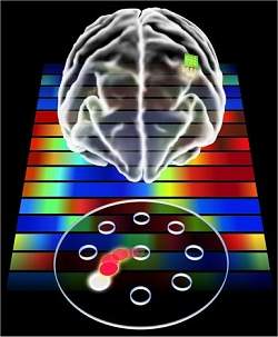 Cérebro desenvolve memória motora para implantes biônicos