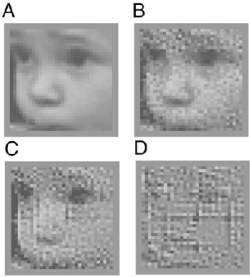 Retina artificial poder restaurar viso normal