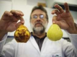 Revestimento nanotecnolgico permite que frutas sejam colhidas maduras
