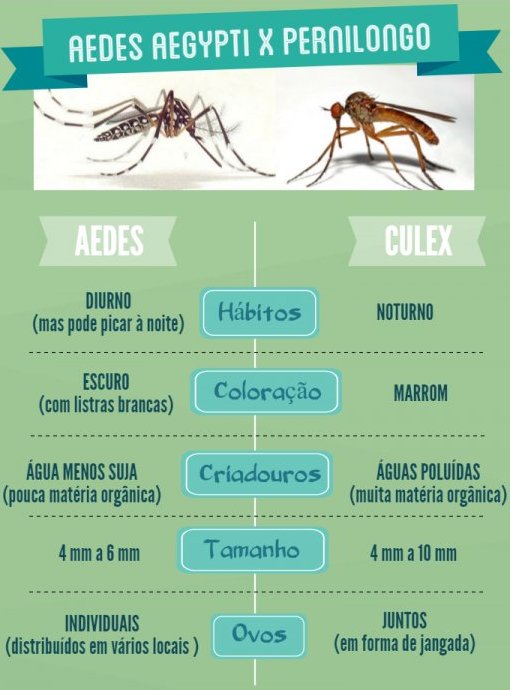 Pernilongo comum também transmite vírus zika
