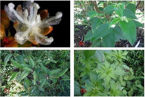 Plantas brasileiras inibem at 10 tipos de cncer