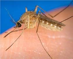Mosquitos transgênicos vão combater elefantíase
