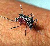 Resolvido quebra-cabeças imunológico da dengue