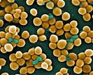 Desinfetantes deixam bactérias mais fortes