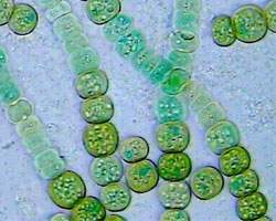 As cianobactérias são procariontes autotróficos, pois realizam fotossíntese.