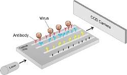 Biochip detecta infeco de vrus em cinco minutos