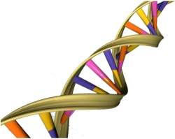 Dieta do DNA: Genética pode prever dieta mais eficiente