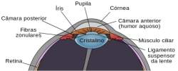 Cristalino artificial traz novas esperanas de tratamento para os olhos