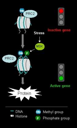 Estresse pode controlar nossos genes