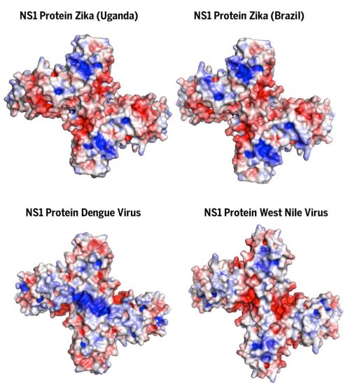 Elucidade estrutura-chave das proteínas do vírus Zika