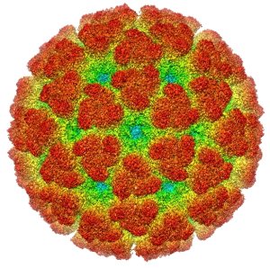 USP cria exame capaz de diagnosticar 416 vírus