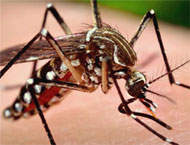 Novo exame de sangue detecta dengue mais rapidamente