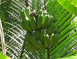 Brasileira cria macarro com farinha de banana verde sem glten