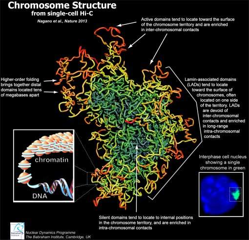 Cromossomos não têm formato de X
