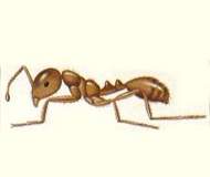 Formigas j representam ameaa  sade nas cidades