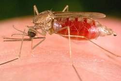 Mosquito da malria cria resposta imune contra o causador da doena